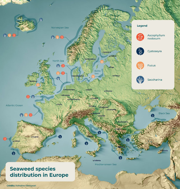 Seaweed species distribution in Europe