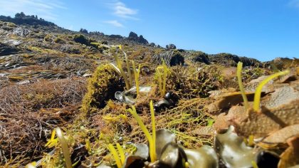 Rencontres Conchylicoles 