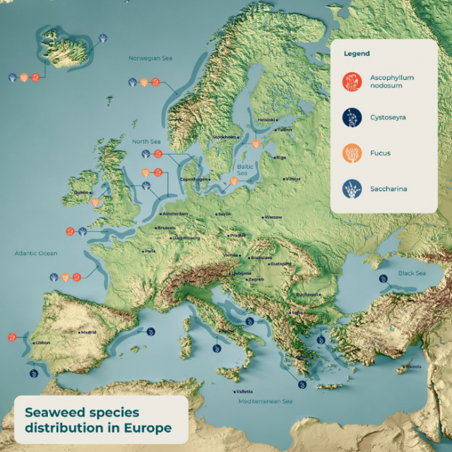 Seaweed species distribution in Europe